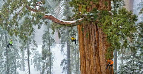 Courtesy of National Geographic http://ngm.nationalgeographic.com/2012/12/sequoias/quammen-text