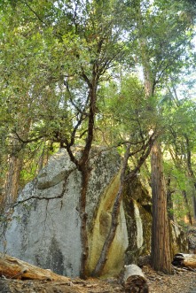 A determined tree and a very large boulder
