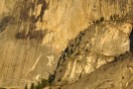 Face of Half Dome, these trees will grow anywhere