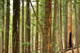 The Sequoia through the trees