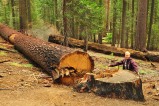 The biggest chainsaw fell I've ever seen, don't fancy doing this yet!
